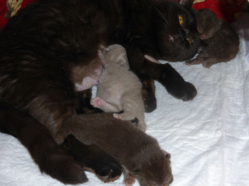 Strefa Mruku*PL kocięta miot "A", db 13.03.2014 #BritishShorthairChocolateLilac