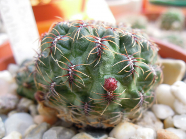 Sulcorebutia verticilacantha v. crispata #kaktusy