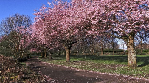 Wiosna w Richmond Parku..