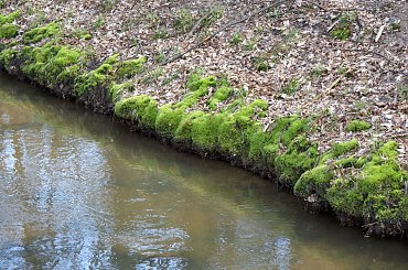 Krokusy wiosną 2014 #krokusy #wiosna
