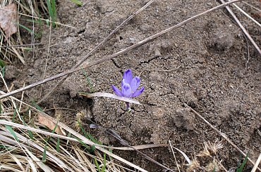 Krokusy wiosną 2014 #krokusy #wiosna