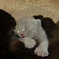 British Shorthair Cattery Strefa Mruku*PL