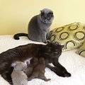 British Shorthair Cattery Strefa Mruku*PL