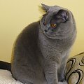 British Shorthair Cattery Strefa Mruku*PL