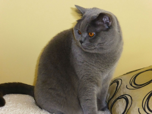 British Shorthair Cattery Strefa Mruku*PL