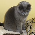 British Shorthair Cattery Strefa Mruku*PL