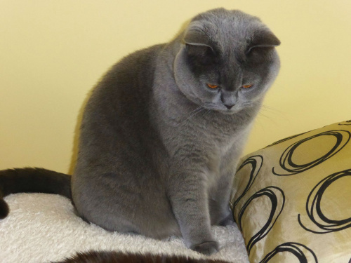 British Shorthair Cattery Strefa Mruku*PL