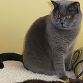 British Shorthair Cattery Strefa Mruku*PL