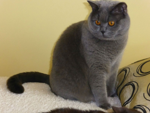 British Shorthair Cattery Strefa Mruku*PL