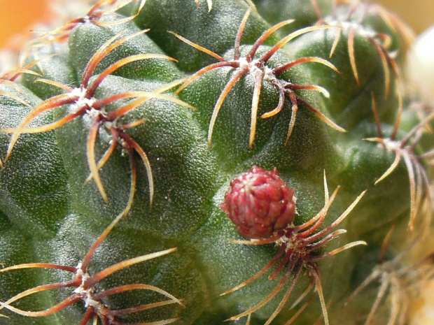 Sulcorebutia verticilacantha v. crispata #kaktusy