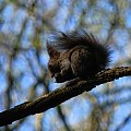 Moja pierwsza wiewiórka - w Parku Strzeleckim w Tarnowie