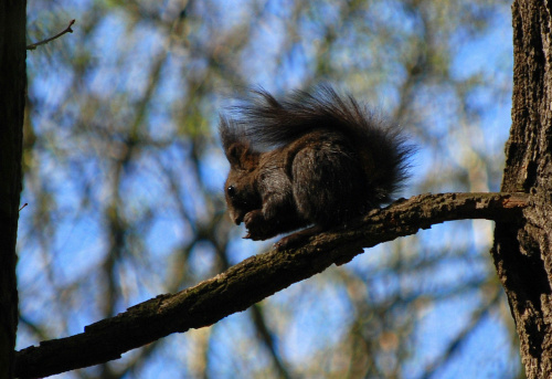 Moja pierwsza wiewiórka - w Parku Strzeleckim w Tarnowie