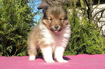 #OwczarekSzetlandzki #OwczarkiSzetlandzkie #sheltie