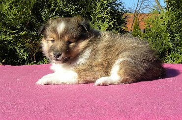 Unique Beauty #OwczarekSzetlandzki #OwczarkiSzetlandzkie #sheltie