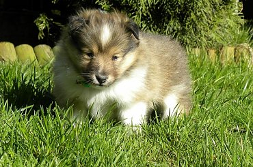 Unique Beauty #OwczarekSzetlandzki #OwczarkiSzetlandzkie #sheltie