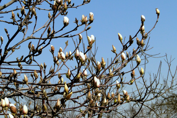 Nie do wiary,przecież nadal mamy marzec... magnolia