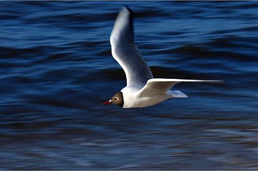 ... i złap tu taką w obiektyw ... mam :) #mewa #plaża