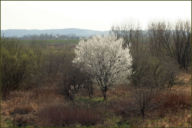 samotna nad Wisłą