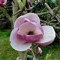 Wiosna na działce - kwiat magnolii