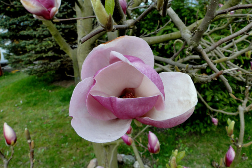 Wiosna na działce - kwiat magnolii