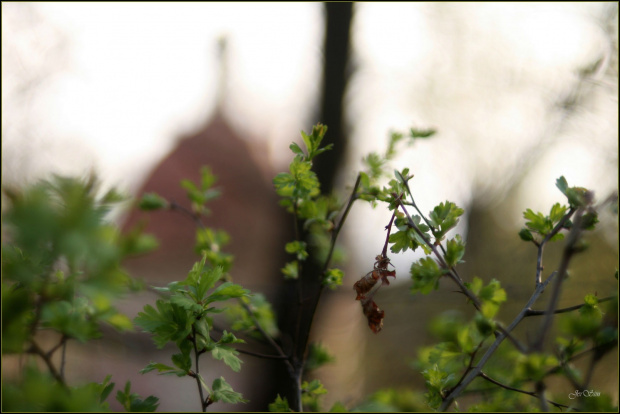 zielona..." GO "(test Porst Color Reflex MC Auto 1:1,4 55 mm)