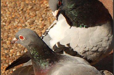 Wiosenny spacer #Kołobrzeg #Park18Marca #Wiosna