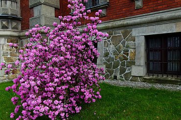 zakwitły azalie w przypałacowym parku w Pławniowicach #azale #wiosna #kwiaty #Pławniowice #park