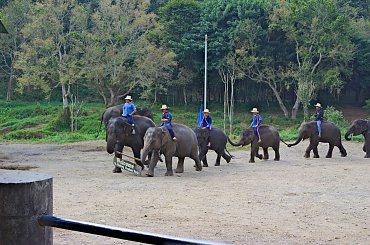 Z wizytą w wiosce słoni #azja #dżungla #jungle #mamut #słoń #tajlandia #tropik