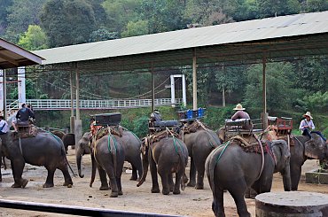 Z wizytą w wiosce słoni #azja #dżungla #jungle #mamut #słoń #tajlandia #tropik