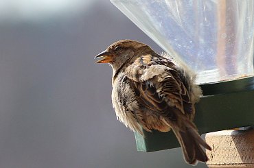 w karmniku pusto, a one wciąż przylatują ... :) **** ulub. gonzki **** #ptaki #wróble #NaBalkonie #wiosna