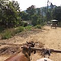 Przejażdżka bryczką ciągniętą przez woły #azja #słoń #tajlandia