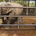 Noworodek #azja #słoń #tajlandia