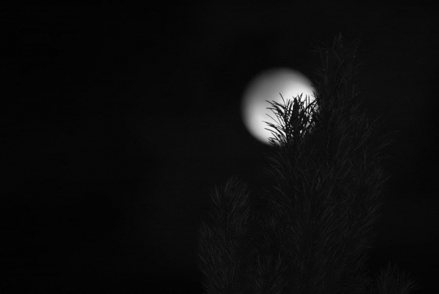 #noc #księżyc #ogród