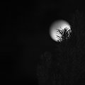 #noc #księżyc #ogród