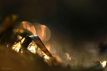 Wieczorem ... #wieczór #rośliny #makro #bokeh