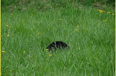 Your Kamrat Don Juan *Zibi* #łąka #pies #spacer #sznaucer