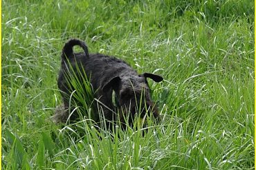 Your Kamrat Don Juan *Zibi* #łąka #pies #spacer #sznaucer