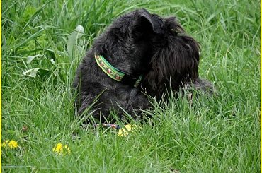 Your Kamrat Don Juan *Zibi* #łąka #pies #spacer #sznaucer