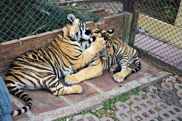 Z wizyta u tygrysów #azja #tajlandia #tygrys #tygrysy