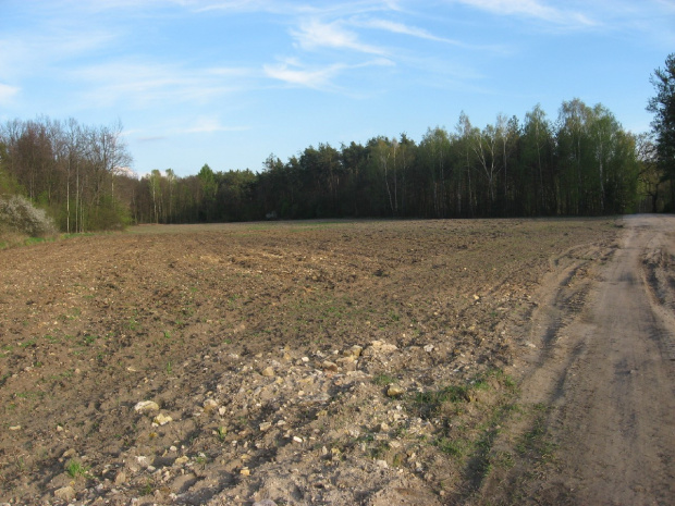 Pola śródleśne koło Borowni