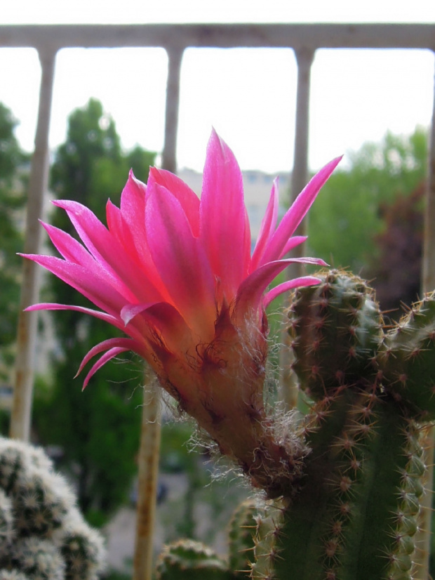 Chamaecereus silvestrii