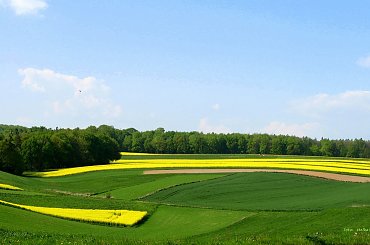 w paseczki ... **** ulub. gonzki **** #pola #rzepak #wiosna