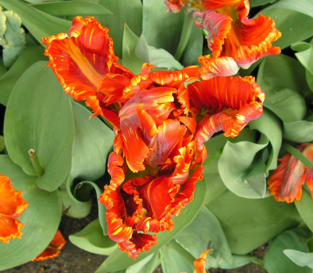 tulipan