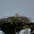 Gniazdo bociana - Wojcieszyn