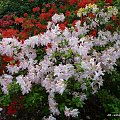 Rododendrony