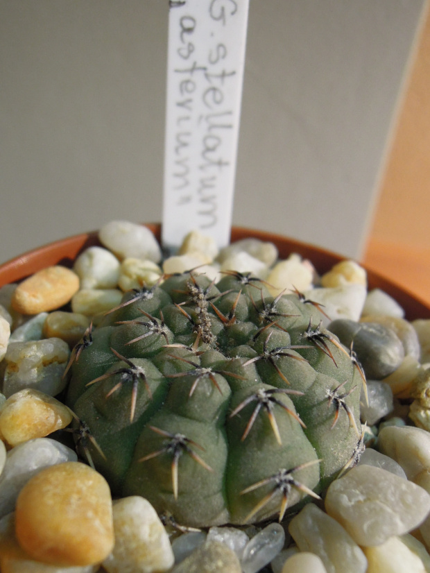 Gymnocalycium stellatum asterium
