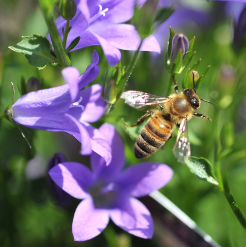 gruba pszczółka..:) #kwiaty #owady #macro