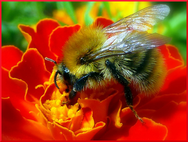 W tym roku cieszy mnie duża ilość pszczółek w moim ogrodzie :)