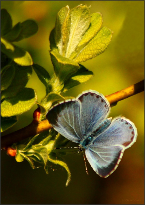 Na wiosennym spacerze - modraszek korydon #kwiaty #motyle #ParkNadmorski