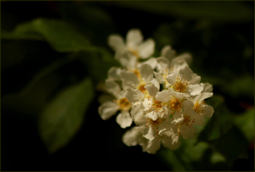 Na wiosennym spacerze - kwiat czeremchy zwyczajnej #kwiaty #motyle #ParkNadmorski